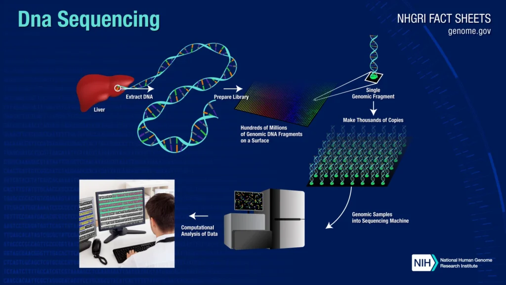 DNA Sequencing Procedure during genetic testing